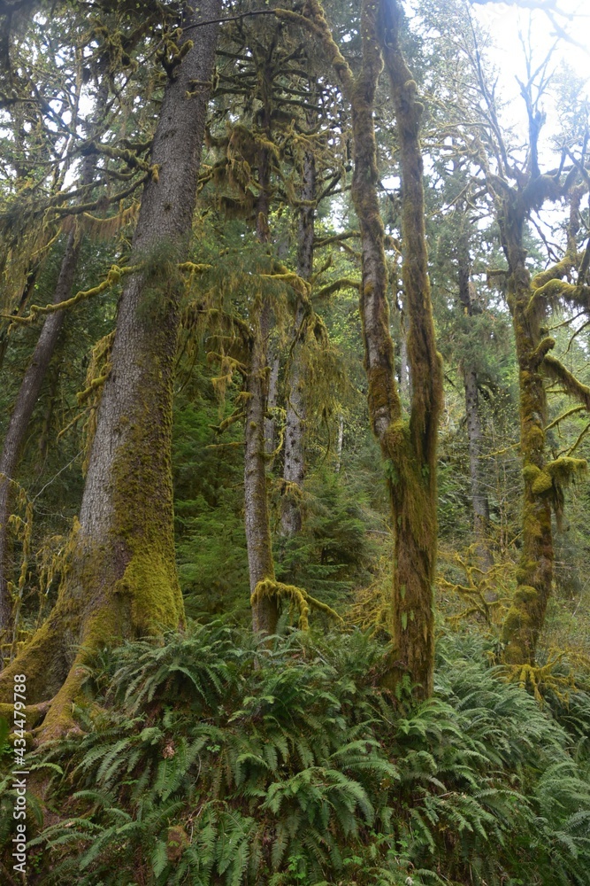 Travel Through a Fairy Tale - Hoh Rain Forest Trail in Olympic National Park Travel Through a Fairy Tale - Hoh Rain Forest Trail in Olympic National Park