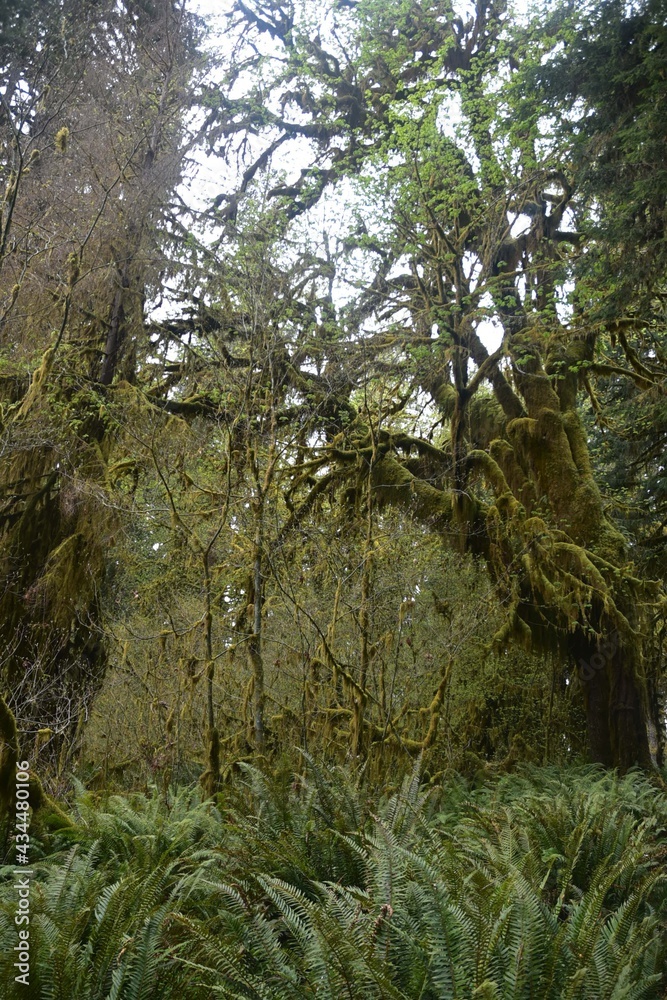 Fototapeta premium Travel Through a Fairy Tale - Hoh Rain Forest Trail in Olympic National Park