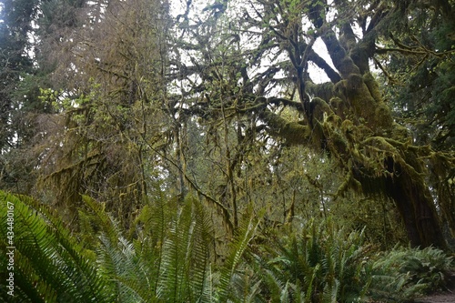 Travel Through a Fairy Tale - Hoh Rain Forest Trail in Olympic National Park