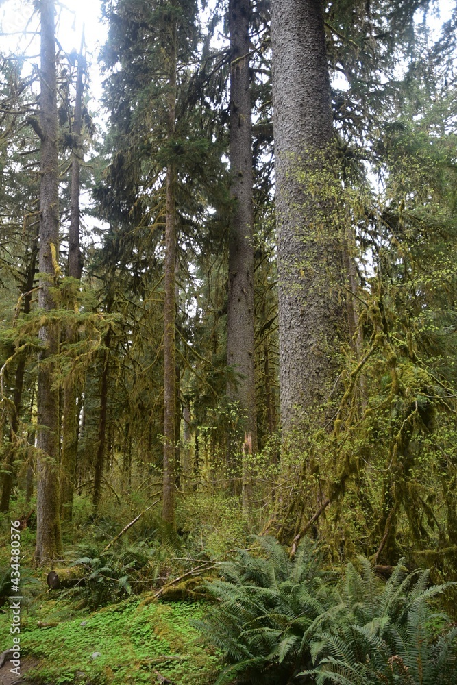 Travel Through a Fairy Tale - Hoh Rain Forest Trail in Olympic National Park Travel Through a Fairy Tale - Hoh Rain Forest Trail in Olympic National Park