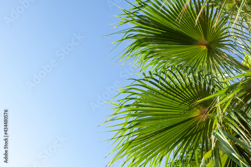 Palm leaves in front of blue sunny summer sky