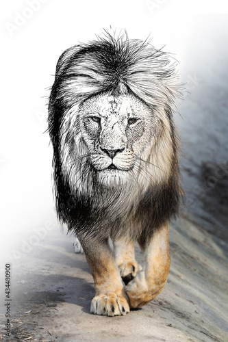 Fototapeta Naklejka Na Ścianę i Meble -  Hand drawing and photography lion combination. Sketch graphics animal mixed with photo