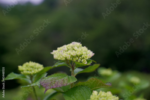 Tokyo,Japan-May 19, 2021: Small Hydrangea flower after the rain 