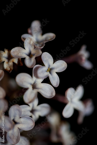 Flower blossom close up background Syringa vulgaris family oleaceae botanical modern high quality big size print