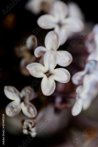 Flower blossom close up background Syringa vulgaris family oleaceae botanical modern high quality big size print