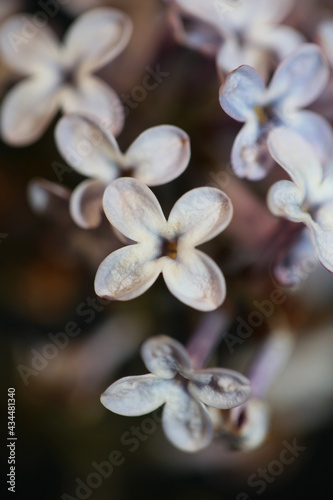 Flower blossom close up background Syringa vulgaris family oleaceae botanical modern high quality big size print