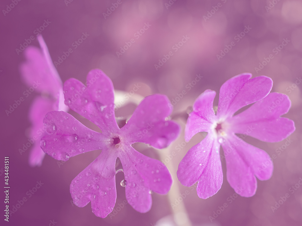 Macro pink primrose flower art photo. Close-up. Macro pink primrose flower art photo. Close-up.