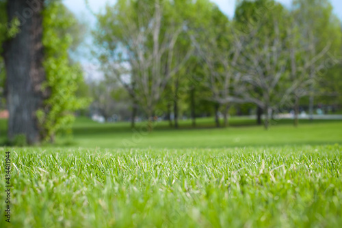 Landscape of a park or garden on a sunny day. Mown lawn and blurred background with trees. Natural background with copy space