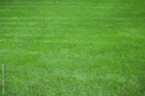 Green lawn during the day. Mowed lawn. Saturated grass in a park or garden. Natural background