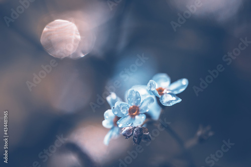 Forget me not flowers in the spring © erika8213