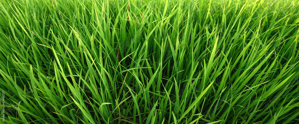 Rice plant. Green rice field in Thailand