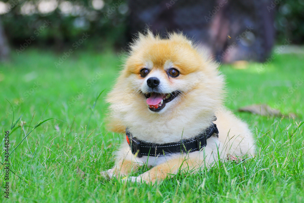 chihuahua puppy in grass