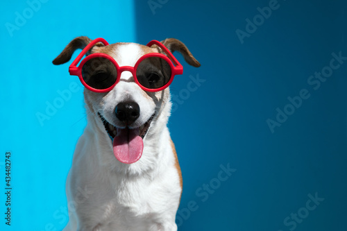 Jack Russell terrier in round red sunglasses looks at camera on blue © demphoto