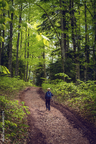 A walk through the spring forest © Svetlana Rapteva