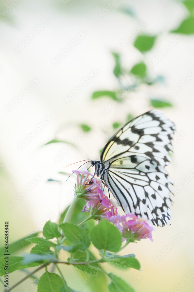 多摩動物公園昆虫館の蝶 Stock 사진 Adobe Stock