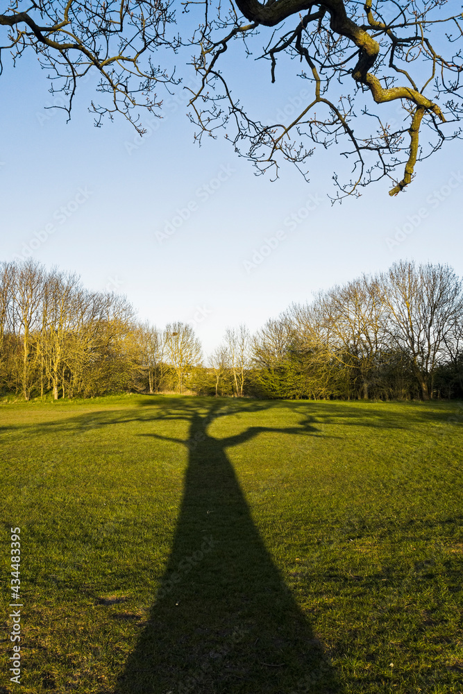 Long shadow of a tree with overhead branches