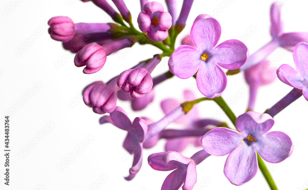 lilac flower growing on white background lilac flower growing on white background
