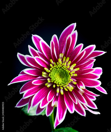 chrysanthemum flower growing on black background