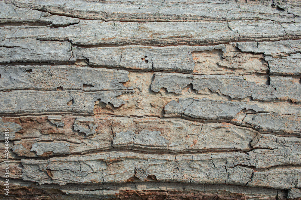 The background of the tree bark with an unusual pattern.
