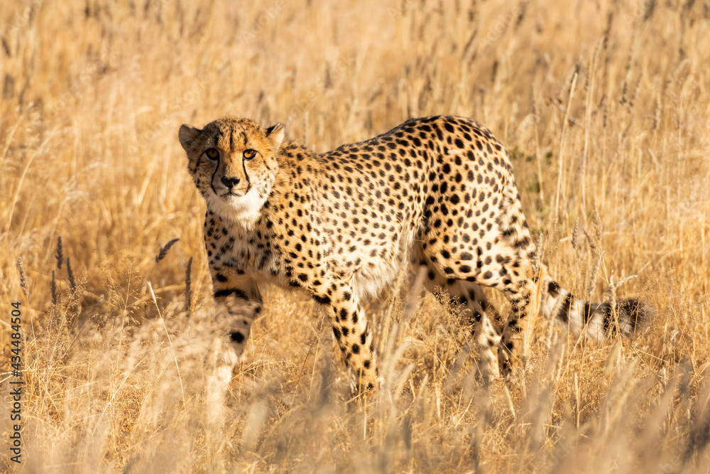 Cheetah standing on dry yellow grass of the African savannah Cheetah standing on dry yellow grass of the African savannah