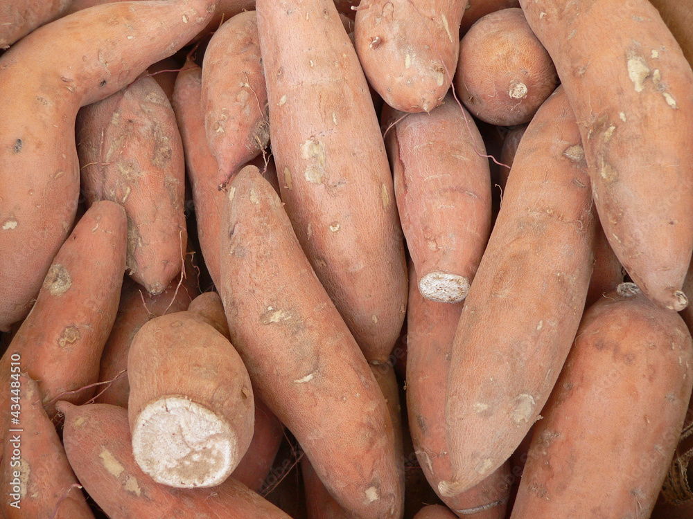 Fall Harvest Sweet Potatoes For Sale in Market Fall Harvest Sweet Potatoes For Sale in Market
