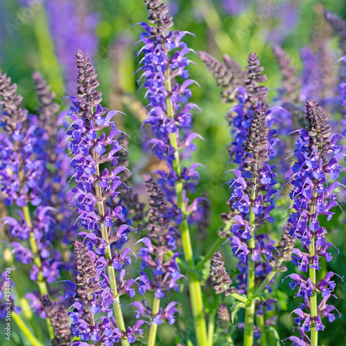 Violett bl  hender Bl  tensalbei  Salvia nemorosa  im Garten