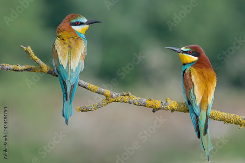 Bee eater female (at left) and male (at right) on branch (Merops apiaster)