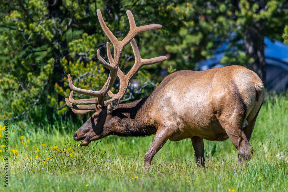A large Bull Elk in Yellowstone National Park, Wyoming A large Bull Elk in Yellowstone National Park, Wyoming