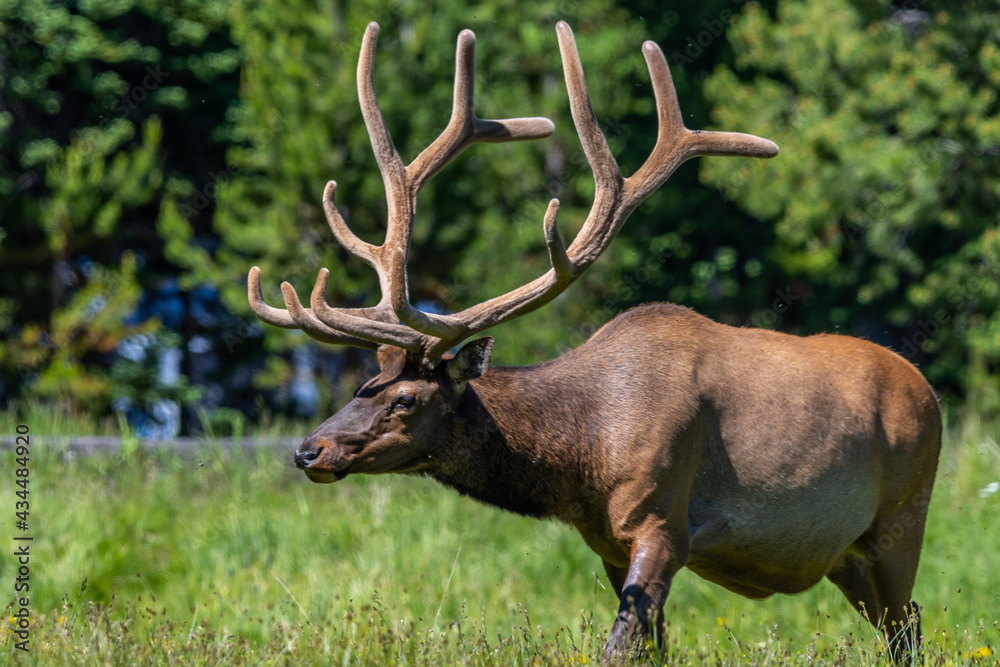 Fototapeta premium A large Bull Elk in Yellowstone National Park, Wyoming