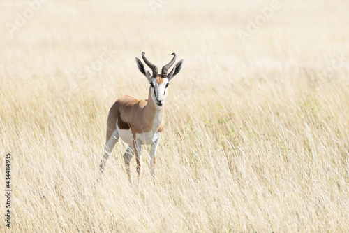 A male of black-faced impala © Ivan Kmit