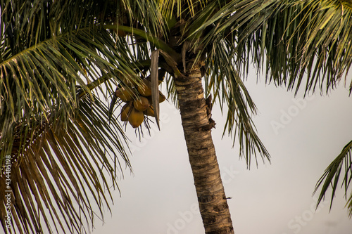 A tall coconut tree bearing coconuts.  photo