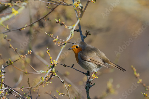 European redbreast robin sitting on branch of fruit tree in spring in sunlight with buds shortly before bursting © Robert Ruidl
