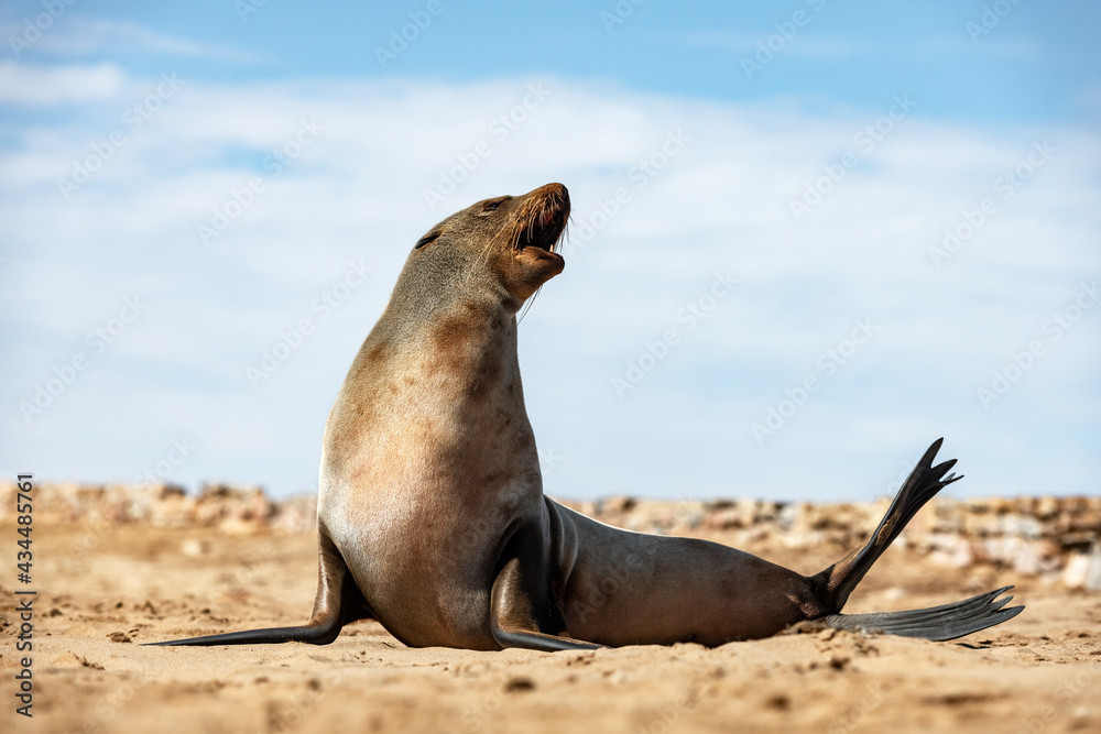 Fototapeta premium Fur seal enjoy the heat of the sun