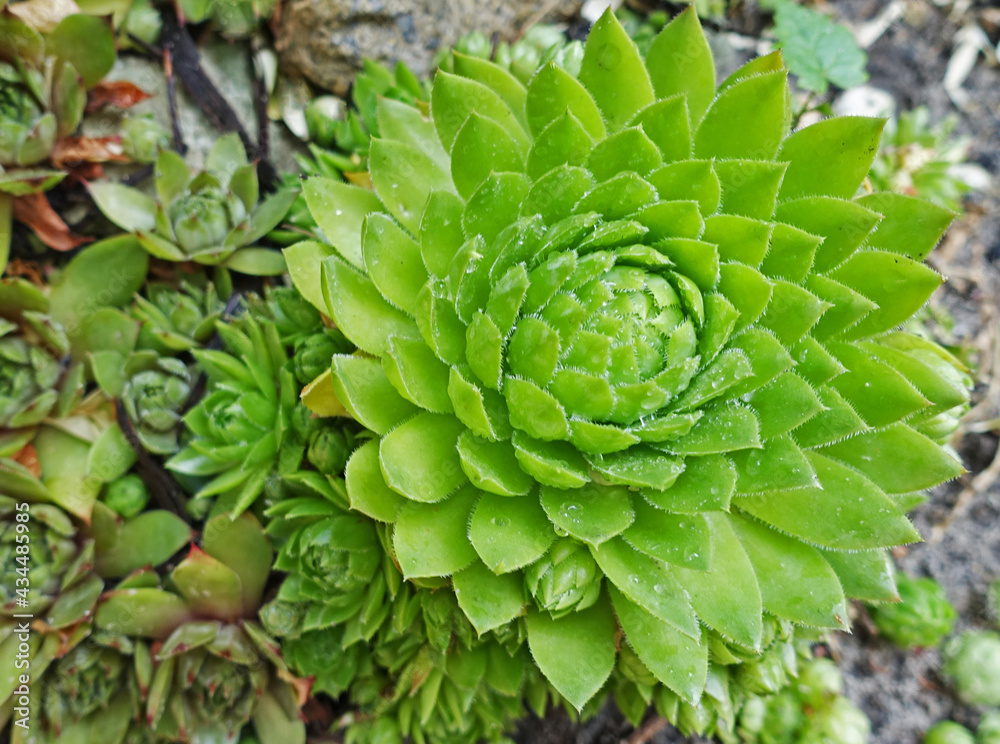 Perennial ornamental plant Rejuvenated Perennial ornamental plant Rejuvenated