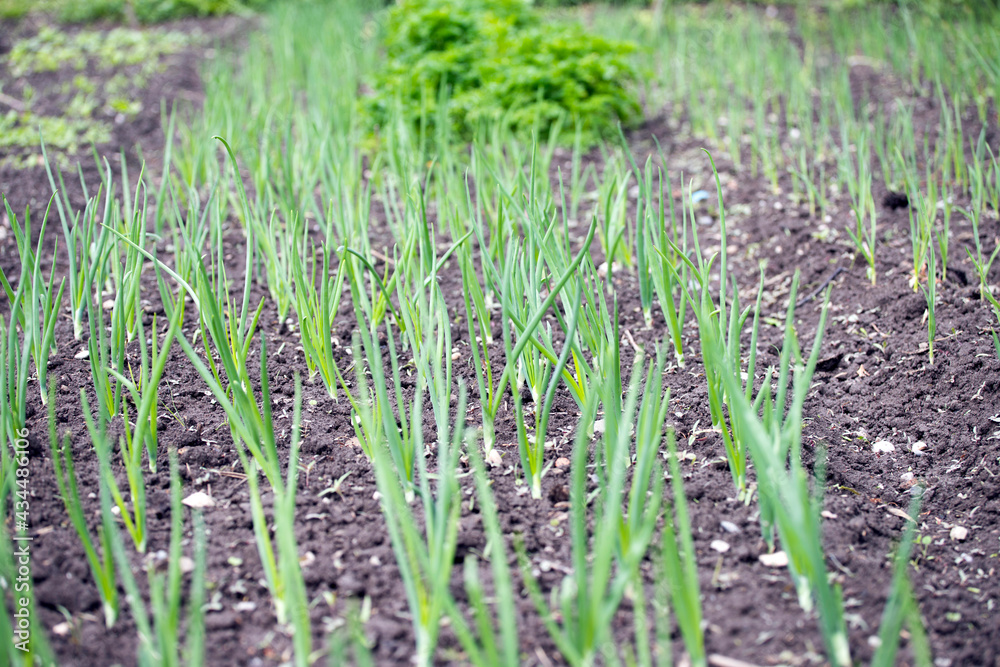Obraz premium Vegetable garden in early spring.