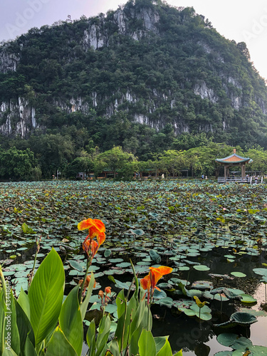 Gorgeous view of the Zhaoqing city water lily pond in China, small pagoda and the mountain behind photo