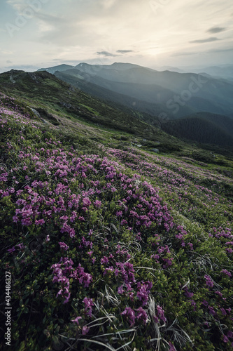 Mountain landscape with flowers