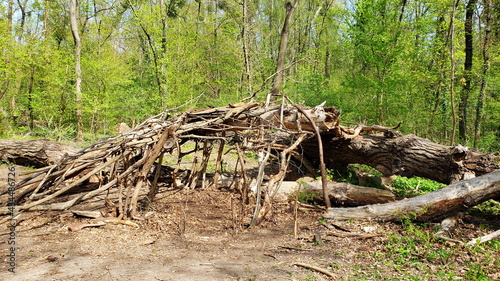 Baumhöhle im Wald