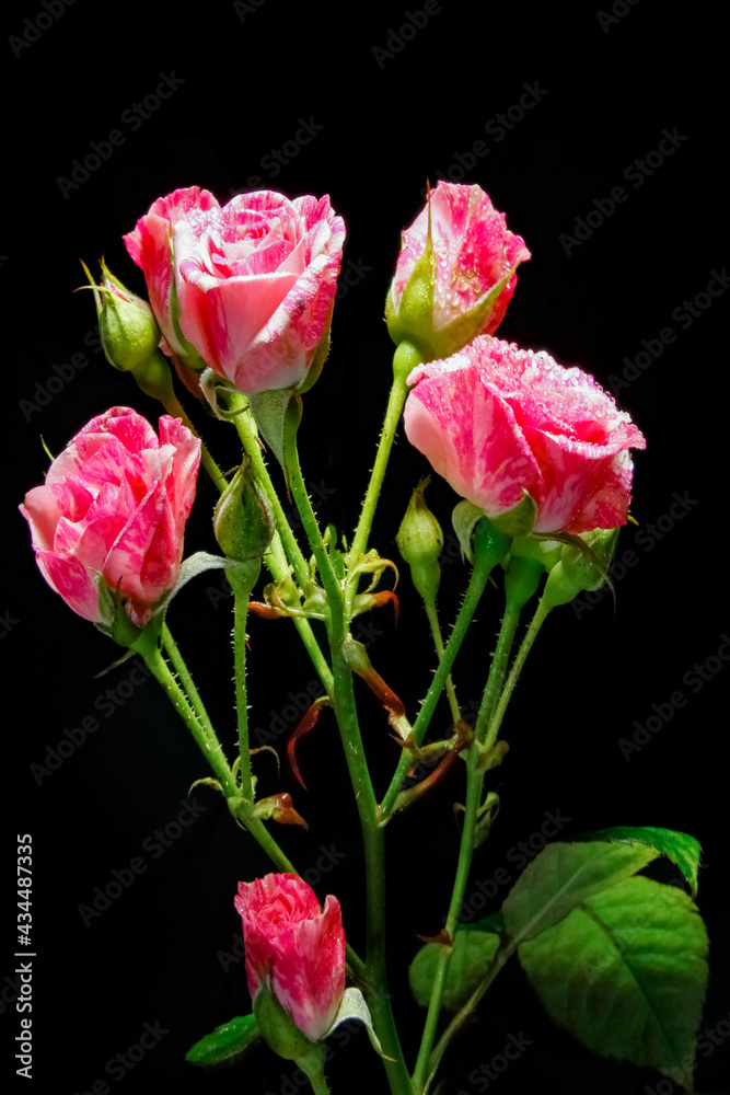 beautiful rose on a black background
