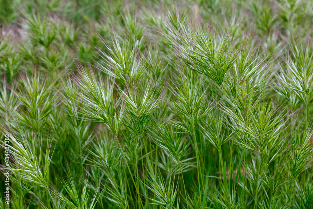Bromus rubens. Plants with bromine spikes or red feather dusters.