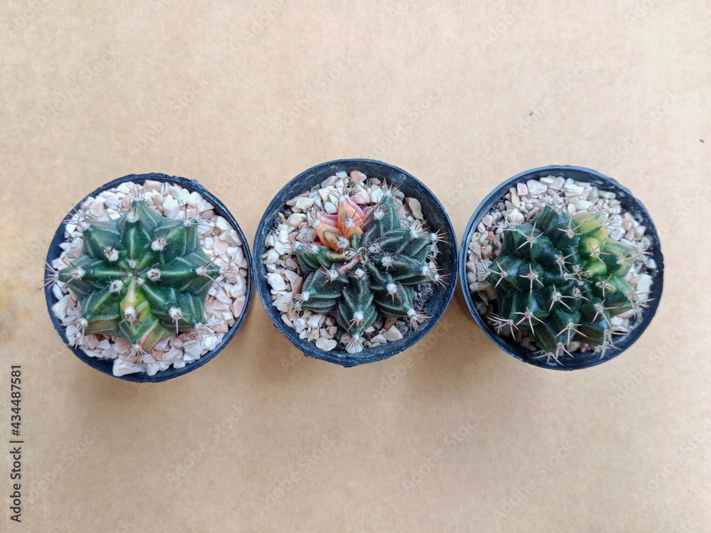 Top view small cactus plant collection (Gymnocalycium Mihanovichii Variegata species) in black plantpot on wooden background with copy space., Cactus and Succulent concept. Top view small cactus plant collection (Gymnocalycium Mihanovichii Variegata species) in black plantpot on wooden background with copy space., Cactus and Succulent concept.