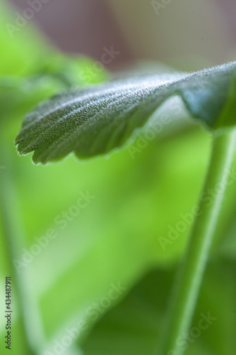 Green blooming geranium leaves flowers with blur green vertical background