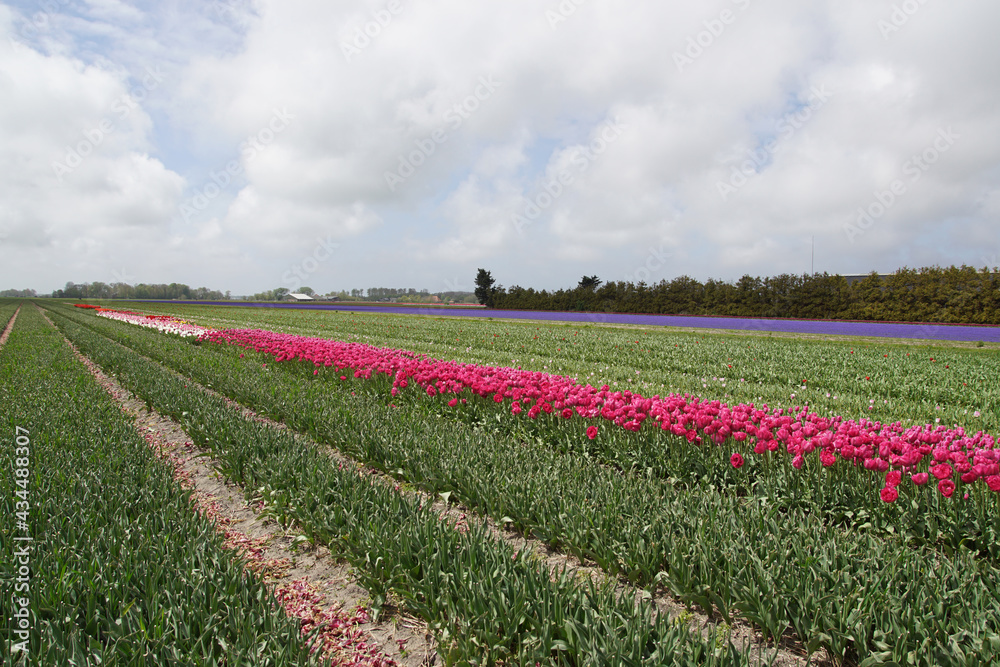 Dutch tulip fields with red tulips and with headed tulips to grow the flower bulbs near the village of Bergen in spring. Netherlands, May