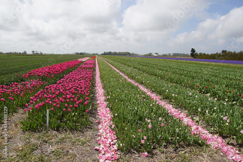 Dutch tulip fields with red and pink tulips and with headed tulips to grow the flower bulbs near the village of Bergen in spring. Grape hyacinths field in the distance. Netherlands, May