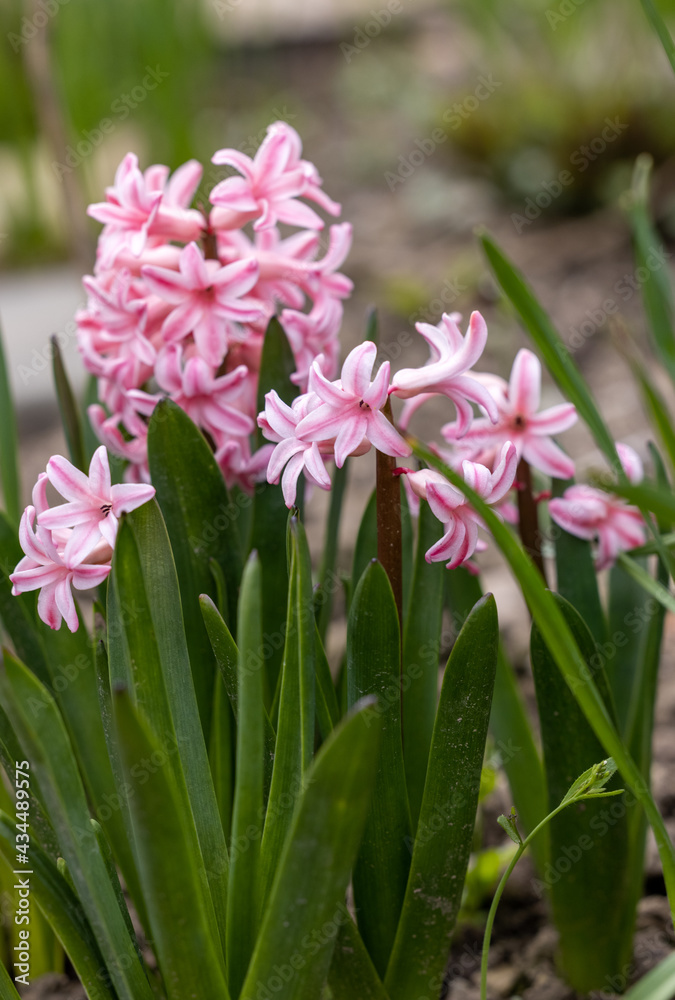 pink hyacinths in a flowerbed in early spring pink hyacinths in a flowerbed in early spring