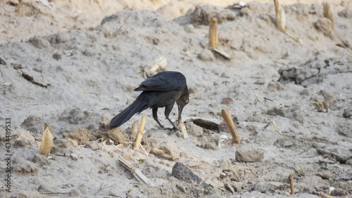 Bird  Great-tailed grackle   Quiscalus mexicanus   looks like a crow and looks a little bit terrorific  in mexico is better know as chanate or zanate