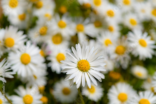 G  nsebl  mchen  Bellis perennis  Blume  Wiese  Bl  ten  wei    gelb  Bl  tenbl  tter  Korbl  tler  Ausdauerndes G  nsebl  mchen  Nahaufnahme  Details  selektive Sch  rfe  Abz  hlen  sie liebt mich  mehrj  hriges