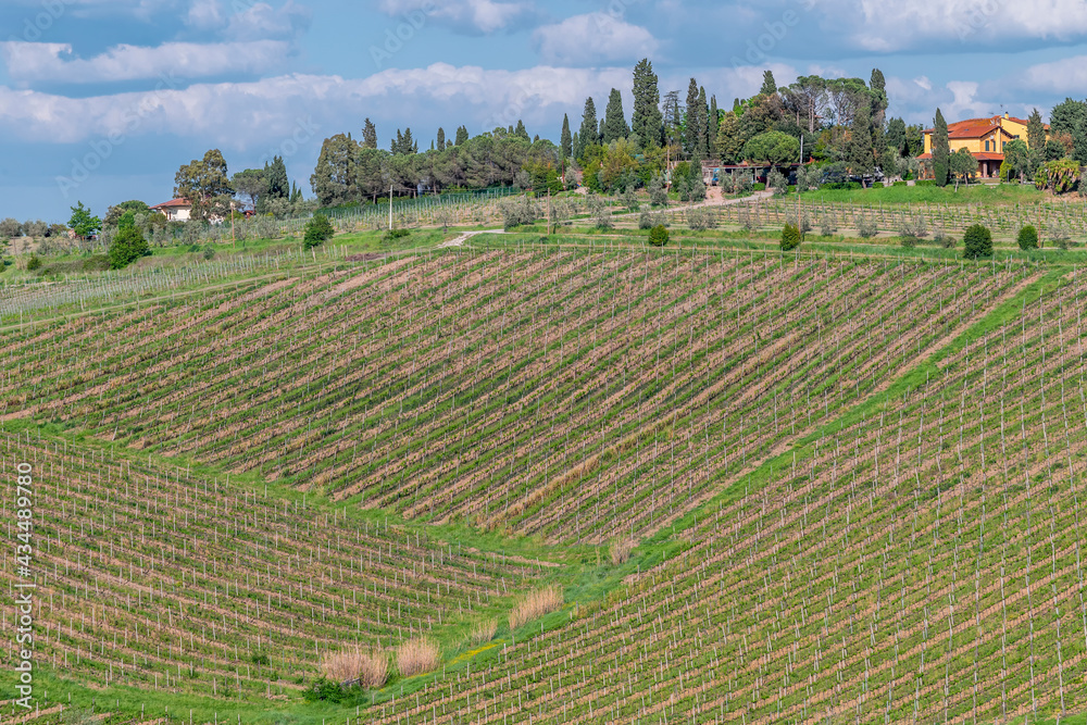 Vineyards as far as the eye can see for the production of Chianti wine in the province of Florence, Italy, in the area of Cerreto Guidi and Vinci