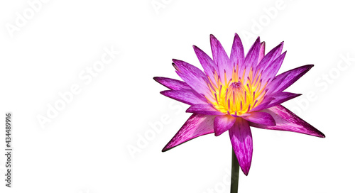 Isolated waterlily or lotus plant with clipping paths.