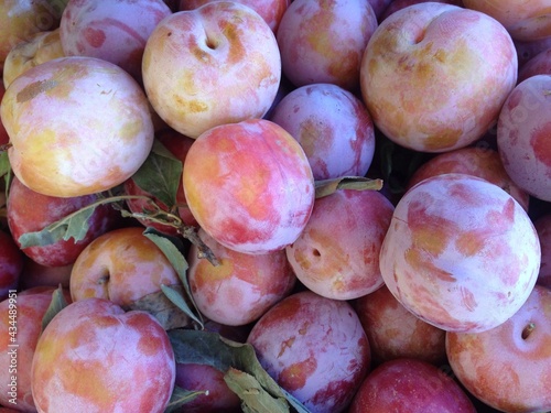 Pluots for sale at the farmers market photo